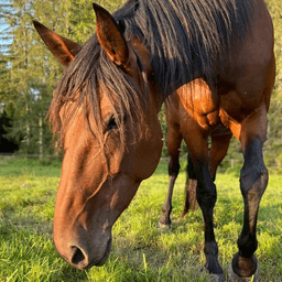 horses on floccs