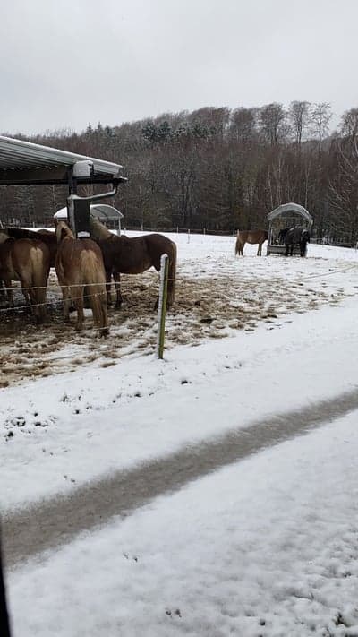 och så kom årets första snö❄️