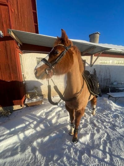 Mysig uteritt i snön idag❤️