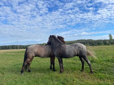 Váli frá Ásgarði & Sleipnir frá Selfossi