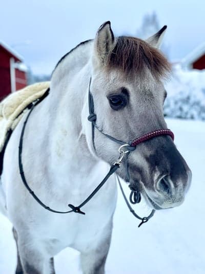 Igångsättning ❄️