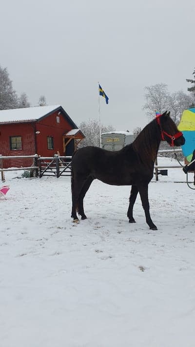 Näsuddens Amadeus