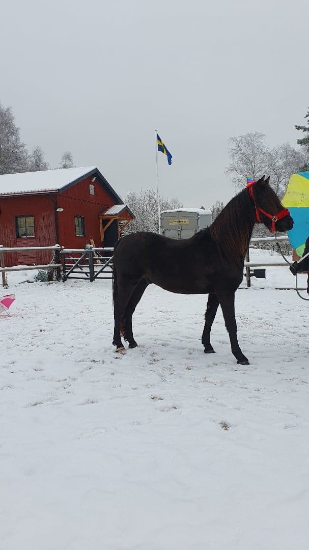 Bild 1 av Näsuddens Amadeus