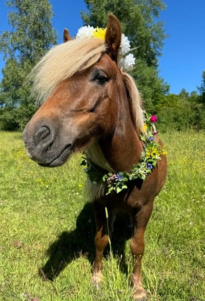 Glad midsommar hälsar camillo🍓🌸🩷