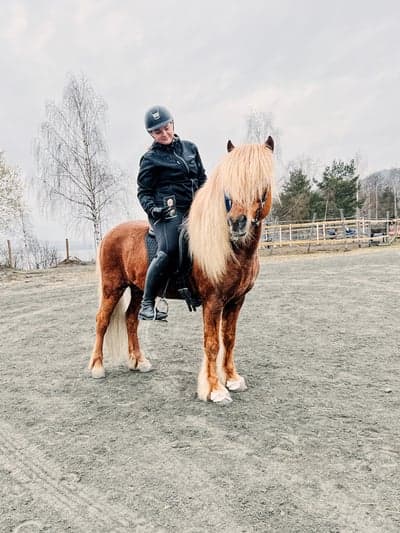 Første gædinga stevne på oss🤍 tross for at Baldvin var litt mye hingst nå🙈 så er vi fornøyd🤍. 3-plass GDY-B⭐️