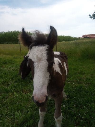 Min söta lucy