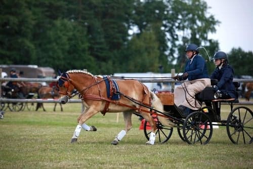 Sportkörning