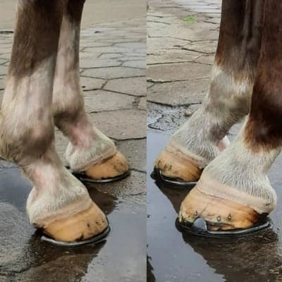 No hoof - no horse