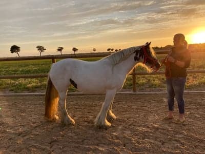 Förslag för frisyr på Bonnie🐴