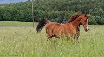 Norlie på grönbete 🍀