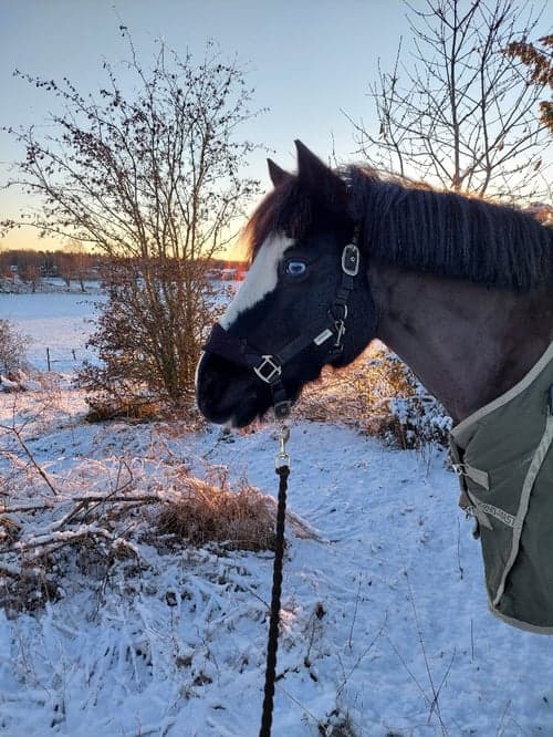 Welsh Cob