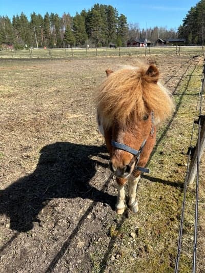 GRATTIS PÅ FÖDELSEDAGEN THOR 🥰🥳