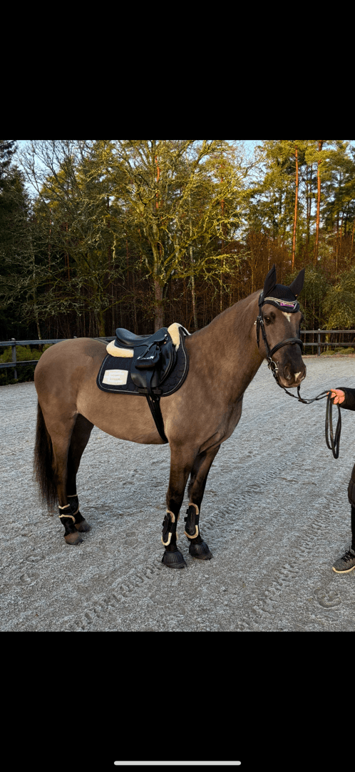 Bild av Mustang söker medryttare