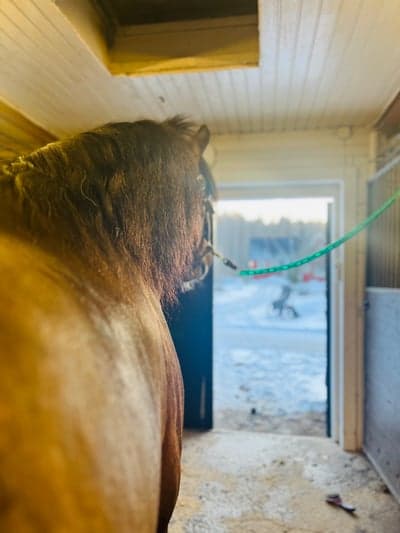 TIM TITTAR UT PÅ DEN FINA SOLNEDGÅNGEN SOM VISAR SIG UTANFÖR STALLET