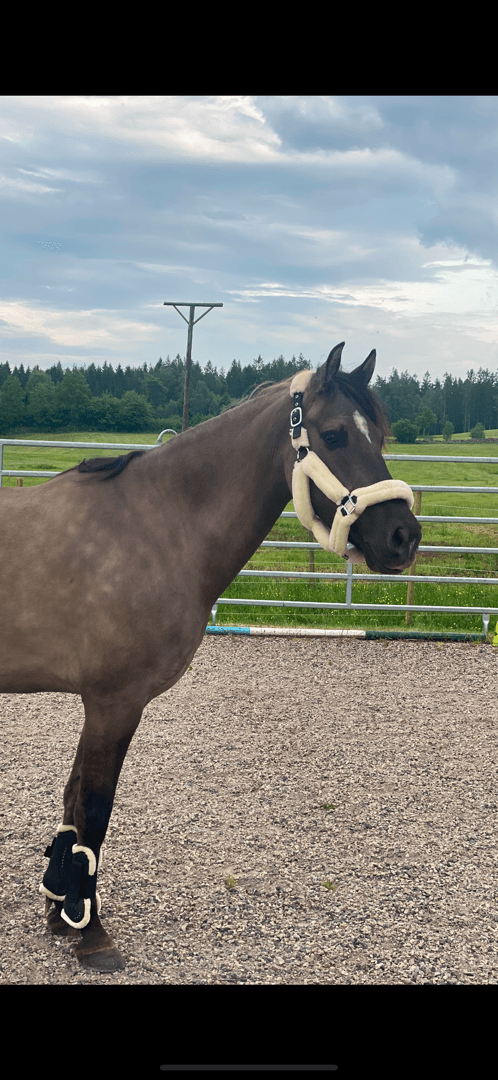 Bild av Mustang söker medryttare