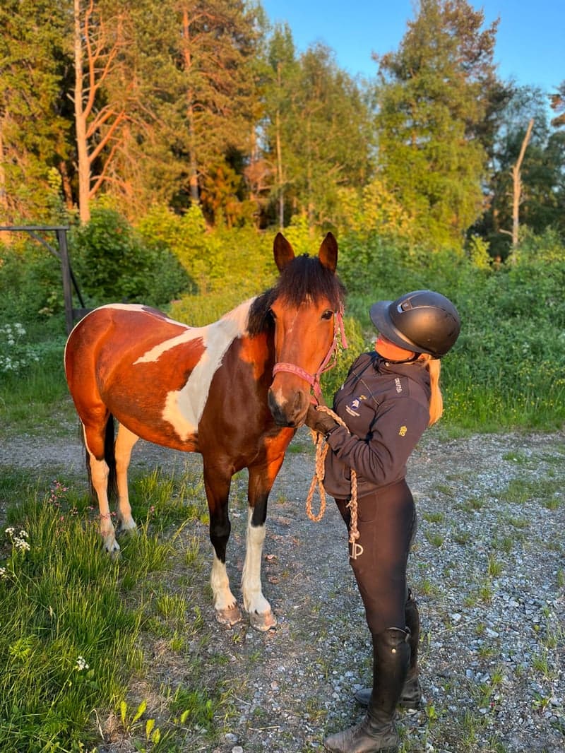 Image 1 of En glad och arbetsvillig liten storhäst söker medryttare