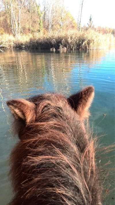 Swimming during fall