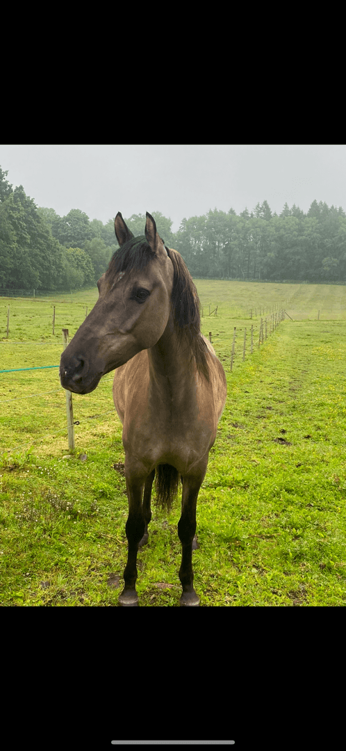 Bild av Mustang söker medryttare