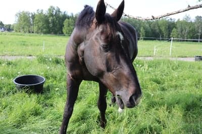 Första inlägget och sammanfattningen