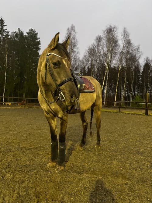 Bild av Mustang söker medryttare