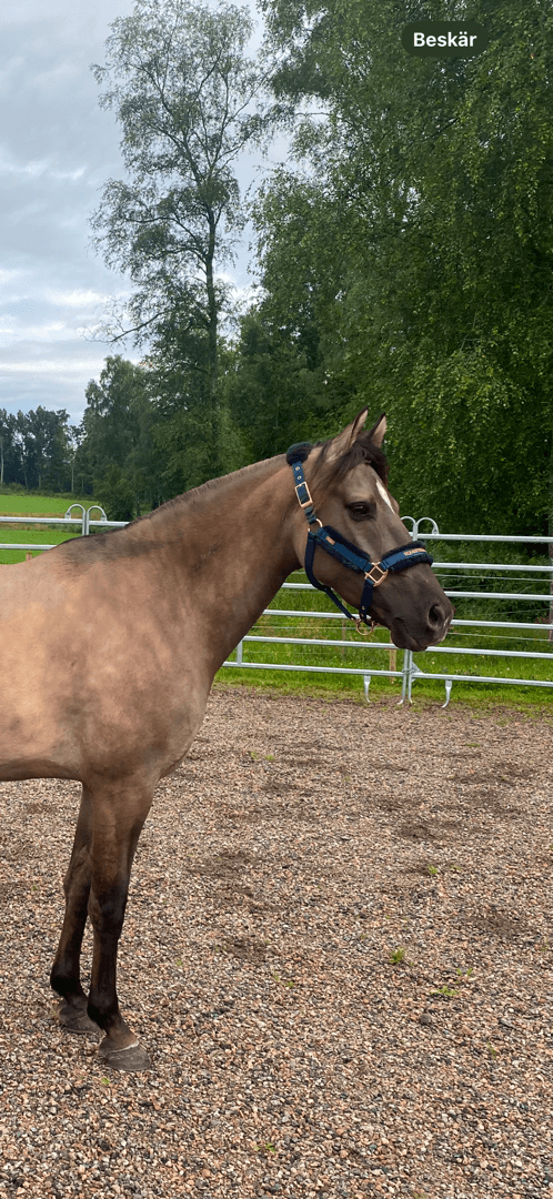 Bild av Mustang söker medryttare