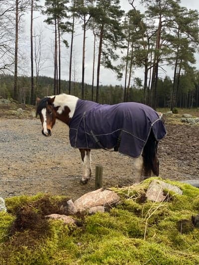 Askungen har tappat sin 👞 