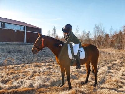 Våra första dressyrprocent