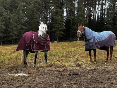 2 vänner på äventyr 💕😊