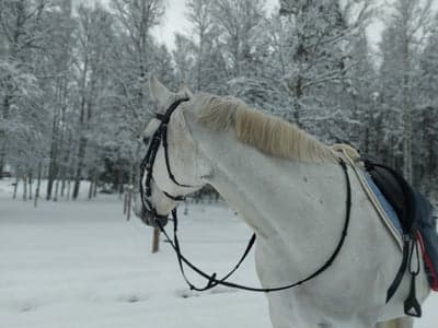 Alejandro