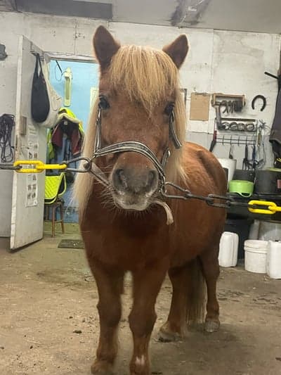 Mys och borsning me Qrita sen ute ritt på Astalia me Marie som red  på Janis