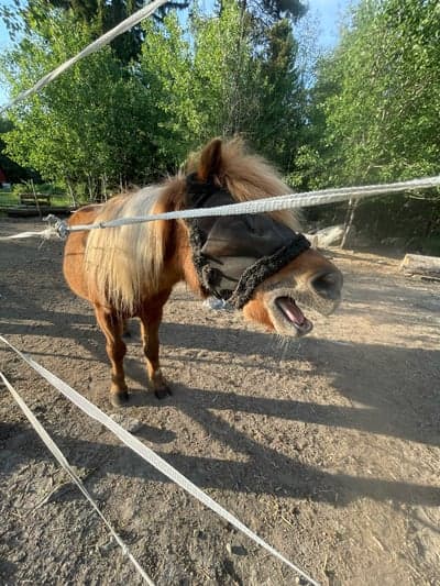 I fredags Tog ut Qrita på en promenad sen efter det red jag mer Marie på veatna❤️