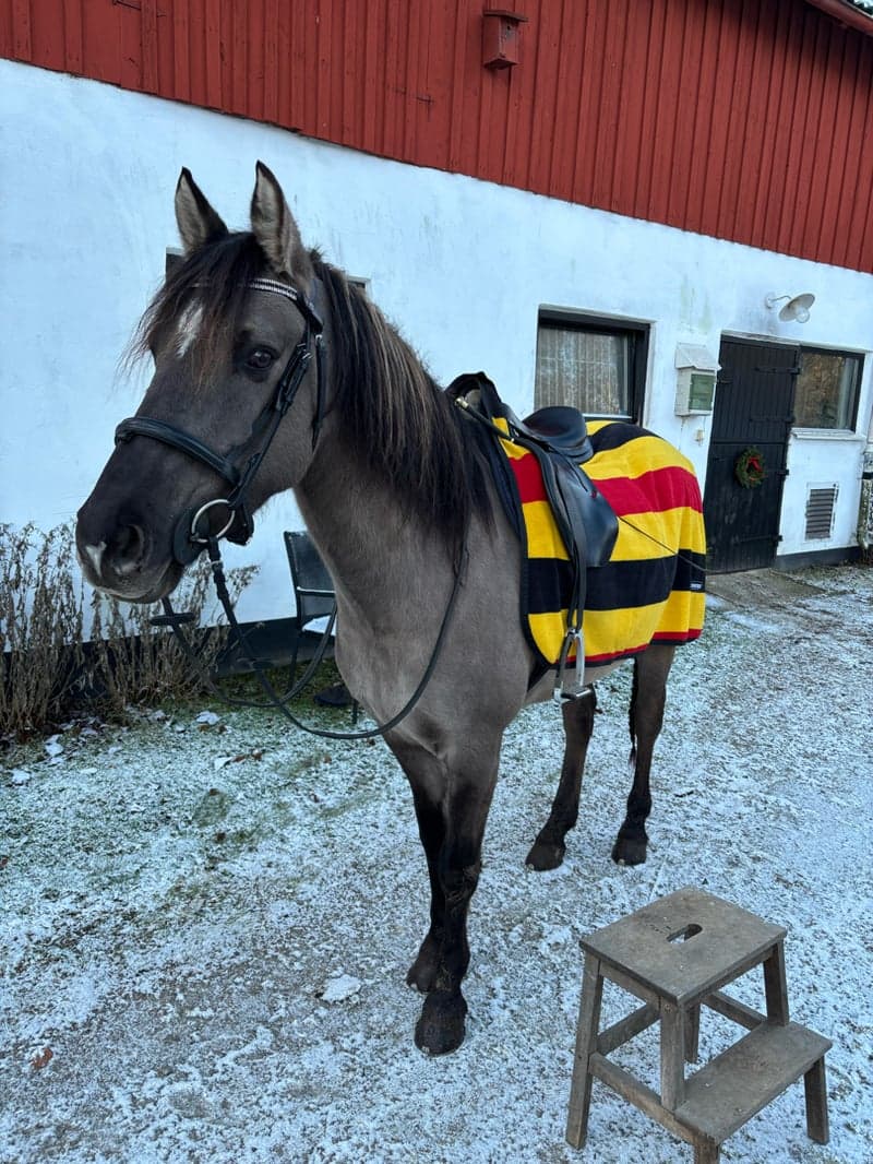 Bild 2 av Mustang söker medryttare