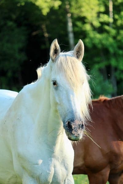 Appaloosa MG