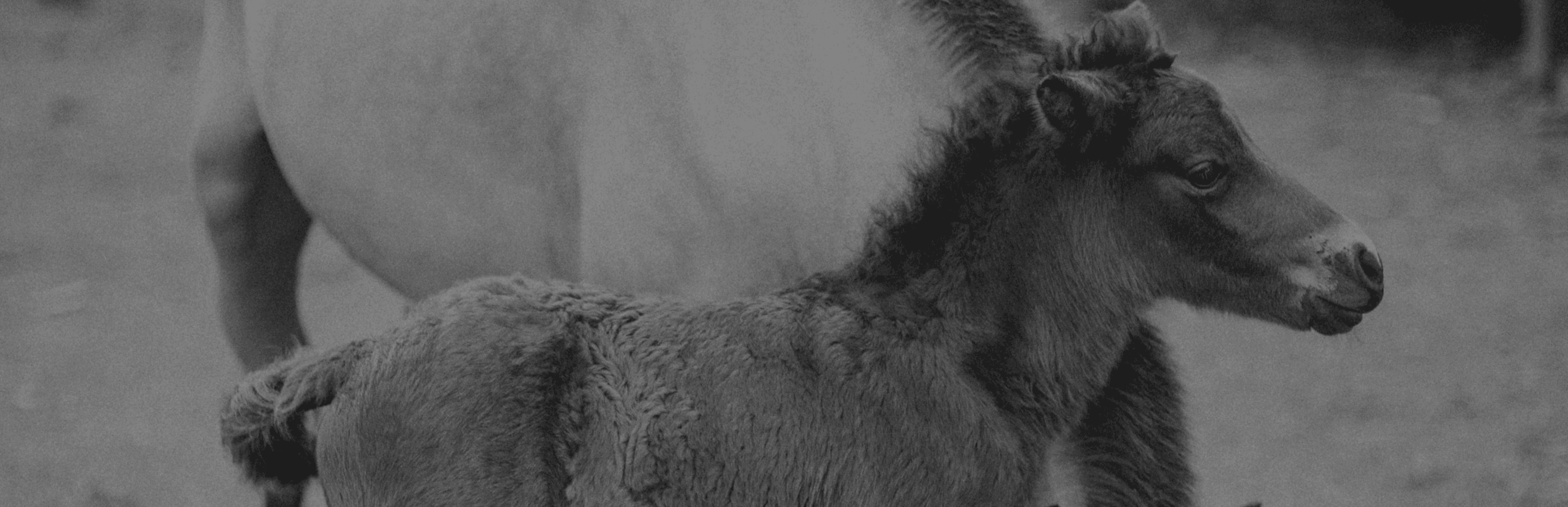 baby horse