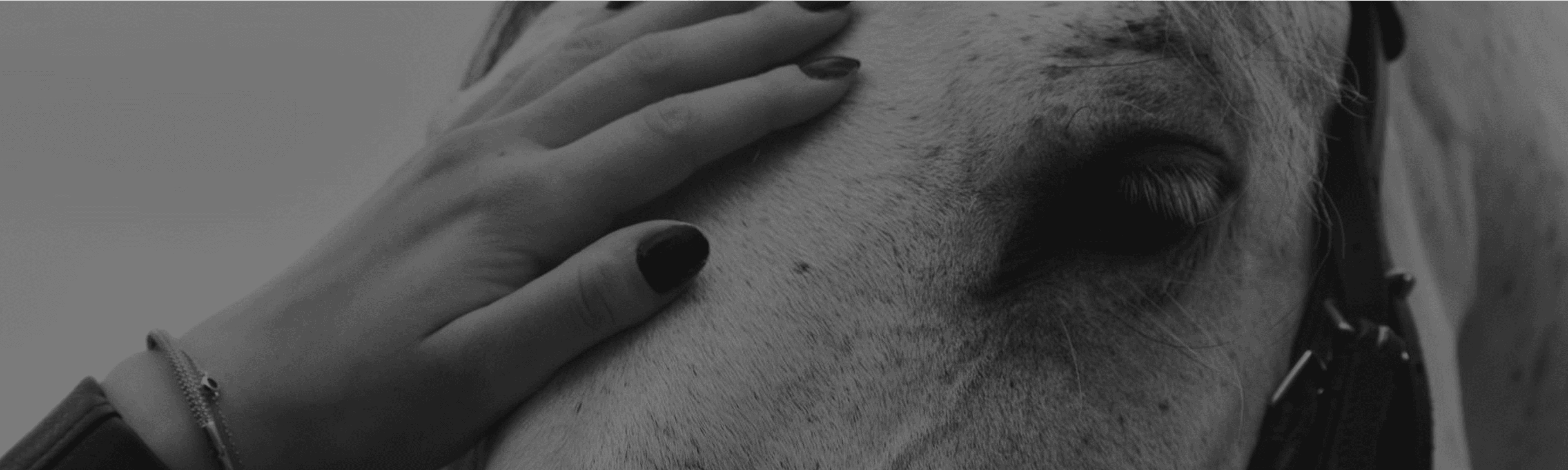 petting horse